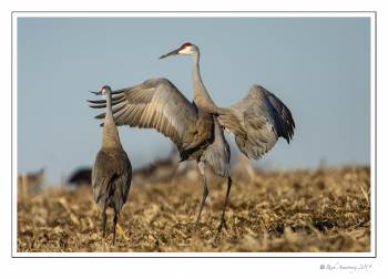 Crane dance 5.jpg